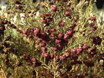 boronia